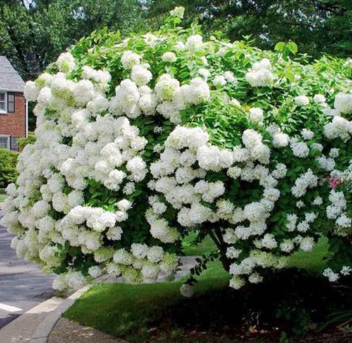 South Mountain Nursery Pee Gee Hydrangea Seeds - Beautiful Attractive Showy and Hardy