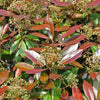 South Mountain Nursery Photinia X Fraseri Red Tip Photinia Evergreen Shrub - 100 Seeds -