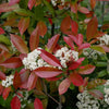 South Mountain Nursery Photinia X Fraseri Red Tip Photinia Evergreen Shrub - 100 Seeds -