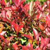 South Mountain Nursery Photinia X Fraseri Red Tip Photinia Evergreen Shrub - 100 Seeds -