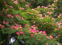 Pink Albizia Julibrissin Tree - 20 Seeds - Mimosa Tree, Silk Tree, Persian Silk Tree South Mountain Nursery