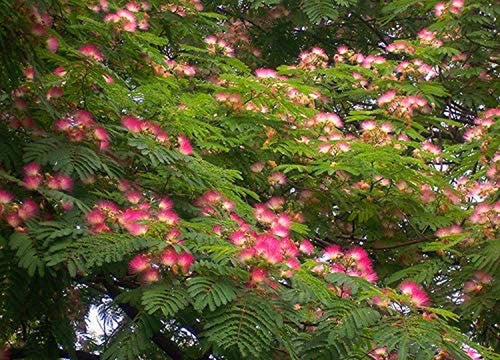 Pink Albizia Julibrissin Tree - 20 Seeds - Mimosa Tree, Silk Tree, Persian Silk Tree South Mountain Nursery