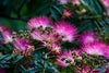 Pink Albizia Julibrissin Tree - 20 Seeds - Mimosa Tree, Silk Tree, Persian Silk Tree South Mountain Nursery