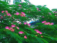 Pink Albizia Julibrissin Tree - 20 Seeds - Mimosa Tree, Silk Tree, Persian Silk Tree South Mountain Nursery