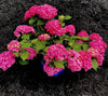 South Mountain Nursery Pink Hydrangea Seeds - Beautiful Attractive Showy and Hardy Perennial