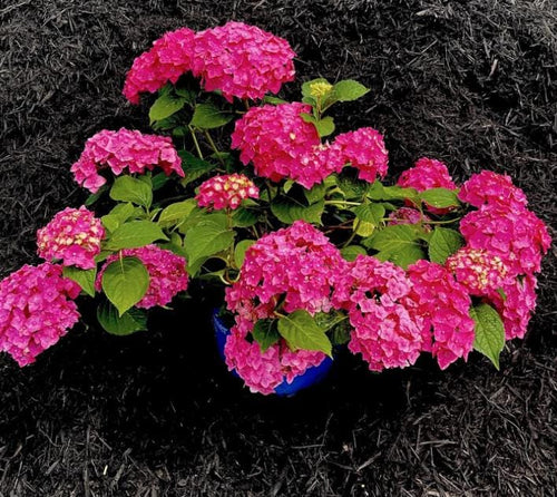 South Mountain Nursery Pink Hydrangea Seeds - Beautiful Attractive Showy and Hardy Perennial