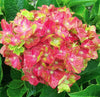 South Mountain Nursery Pistachio Hydrangea Seeds - Beautiful Attractive Showy and Hardy