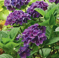 South Mountain Nursery Purple Hydrangea Seeds - Beautiful Attractive Showy and Hardy