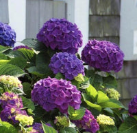South Mountain Nursery Purple Hydrangea Seeds - Beautiful Attractive Showy and Hardy