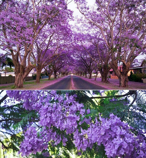 South Mountain Nursery Purple Jacaranda - 20 Seeds - Mimosifolia Purple Flowers Tree