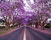South Mountain Nursery Purple Jacaranda - 20 Seeds - Mimosifolia Purple Flowers Tree