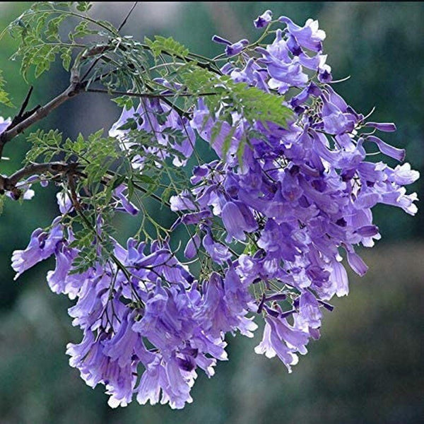 South Mountain Nursery Purple Jacaranda - 20 Seeds - Mimosifolia Purple Flowers Tree