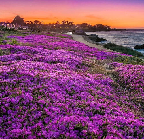 South Mountain Nursery Purple Magic Creeping Thyme Seeds - Easy-Grow, Fragrant Ground Cover