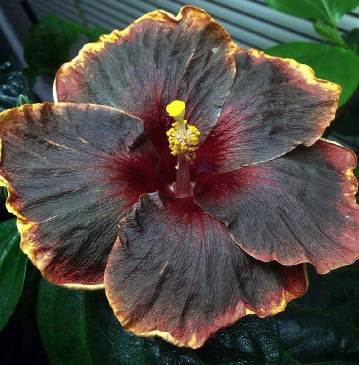 South Mountain Nursery Rare Black Pink Purple Hibiscus Seeds "Black Rainbow" Giant Flower