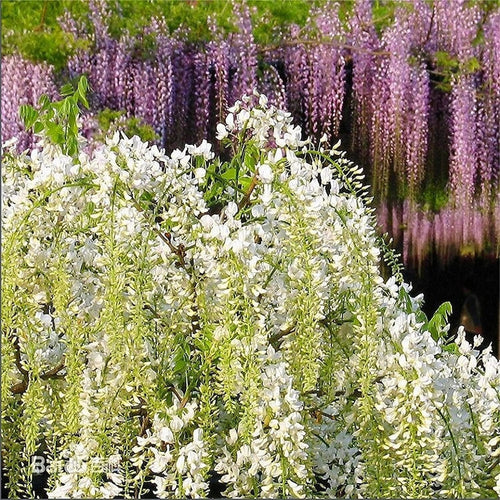 South Mountain Nursery Rare Mixed Color Wisteria Bonsai Tree Seeds - Highly Prized Flowering