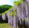 South Mountain Nursery Rare Mixed Color Wisteria Bonsai Tree Seeds - Highly Prized Flowering
