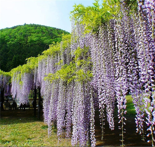 South Mountain Nursery Rare Mixed Color Wisteria Bonsai Tree Seeds - Highly Prized Flowering