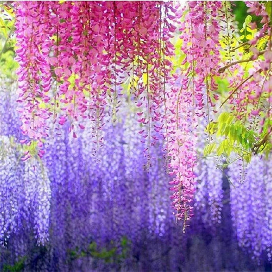 South Mountain Nursery Rare Mixed Color Wisteria Bonsai Tree Seeds - Highly Prized Flowering