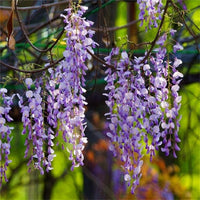 South Mountain Nursery Rare Mixed Color Wisteria Bonsai Tree Seeds - Highly Prized Flowering
