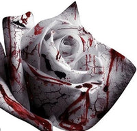 Rare White Blood Rose Plant Flower Seeds Flower Garden Asaka Rare True Blood Rose South Mountain Nursery