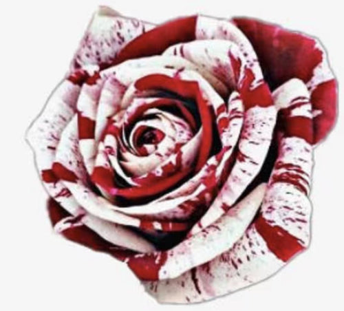 Rare White Blood Rose Plant Flower Seeds Flower Garden Asaka Rare True Blood Rose South Mountain Nursery