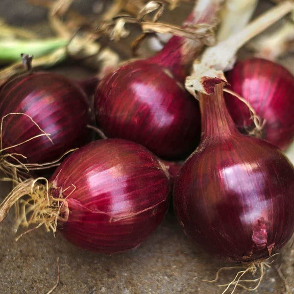 Red Burgundy Onion Seeds - Heirloom Non GMO Garden Vegetable South Mountain Nursery
