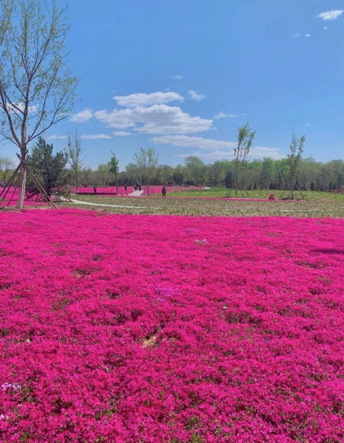 South Mountain Nursery Red Creeping Thyme Seeds - Easy-Grow, Fragrant Ground Cover Plants,