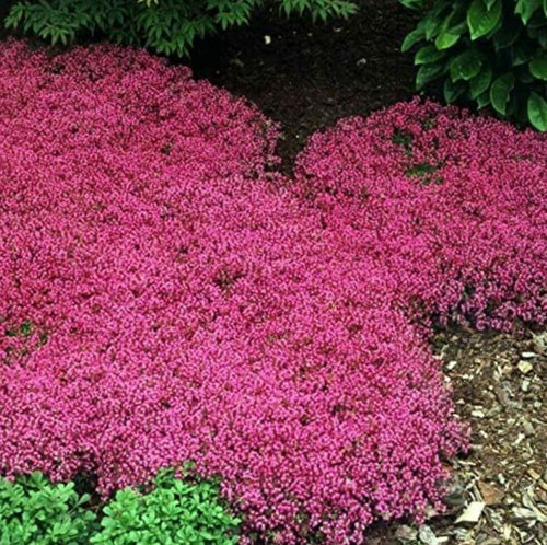 South Mountain Nursery Red Creeping Thyme Seeds - Easy-Grow, Fragrant Ground Cover Plants,