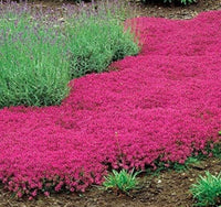 South Mountain Nursery Red Creeping Thyme Seeds - Easy-Grow, Fragrant Ground Cover Plants,