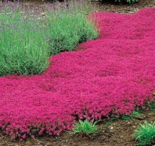 South Mountain Nursery Red Creeping Thyme Seeds - Easy-Grow, Fragrant Ground Cover Plants,