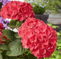 South Mountain Nursery Red Hydrangea Seeds - Beautiful Attractive Showy and Hardy Perennial