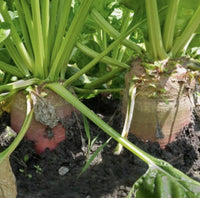 Red Mammoth Fodder Beet - 250 Seeds - Non-Gmo Heirloom South Mountain Nursery