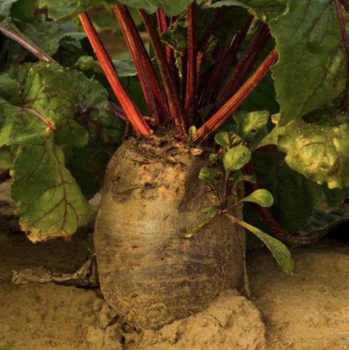 Red Mammoth Fodder Beet - 250 Seeds - Non-Gmo Heirloom South Mountain Nursery