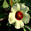 South Mountain Nursery Red Roselle Seeds - (Hibiscus Sabdariffa) Jamaican Sorrel Seeds -