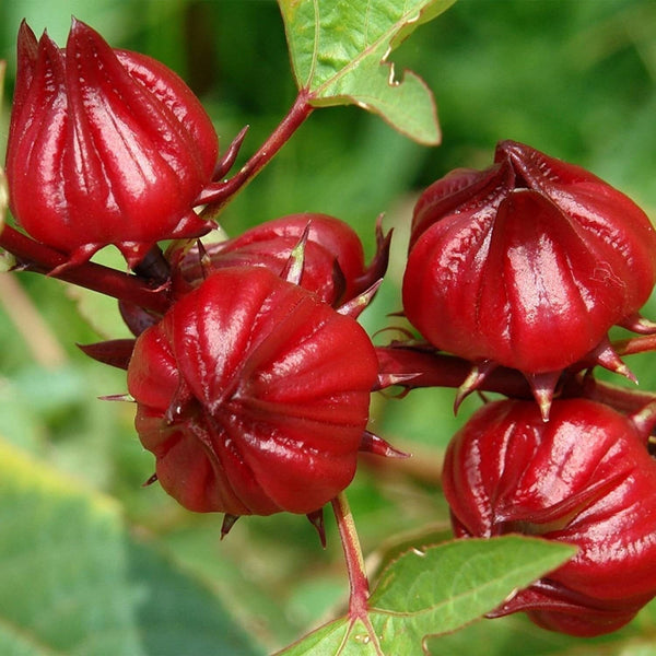 South Mountain Nursery Red Roselle Seeds - (Hibiscus Sabdariffa) Jamaican Sorrel Seeds -
