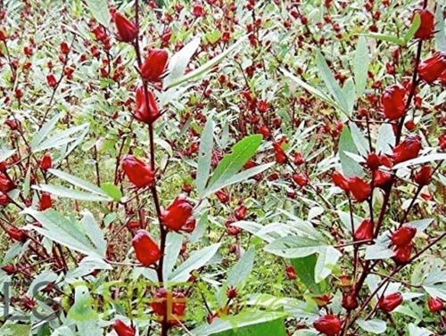 South Mountain Nursery Red Roselle Seeds - (Hibiscus Sabdariffa) Jamaican Sorrel Seeds -