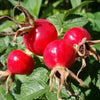 Rose Hip Seeds (Rosa Canina) Packet of 10 Seeds South Mountain Nursery