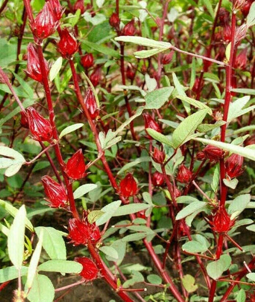 South Mountain Nursery Rosella - 30 Seeds - Hibiscus Sabdariffa Edible Fruit Perennial Fast