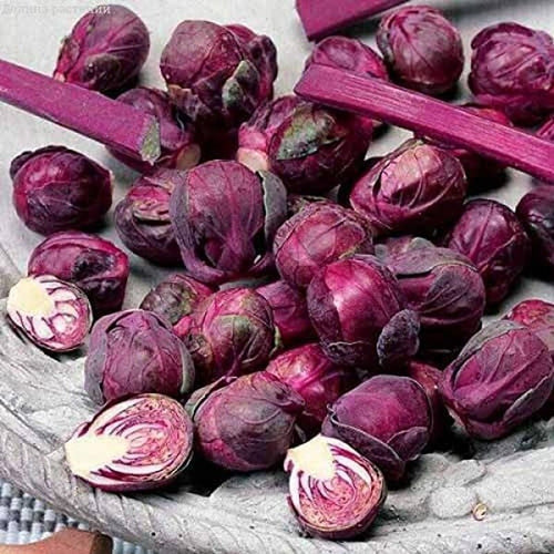 Rosella Brussels Sprouts Cabbage - 100 Seeds - Purple egetable South Mountain Nursery
