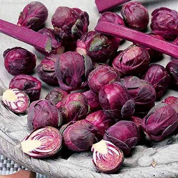 Rosella Brussels Sprouts Cabbage - 100 Seeds - Purple egetable South Mountain Nursery