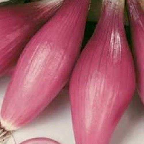 Rossa Lunga Torpedo Onion - 200 Seeds - Heirloom Italian Variety South Mountain Nursery