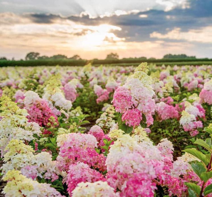 South Mountain Nursery Strawberry Hydrangea Seeds - Beautiful Attractive Showy and Hardy
