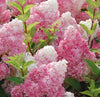 South Mountain Nursery Strawberry Hydrangea Seeds - Beautiful Attractive Showy and Hardy