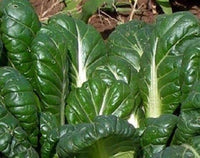 South Mountain Nursery Tatsoi Mustard - 500 Seeds - Heirloom Non GMO Garden Vegetable Bulk