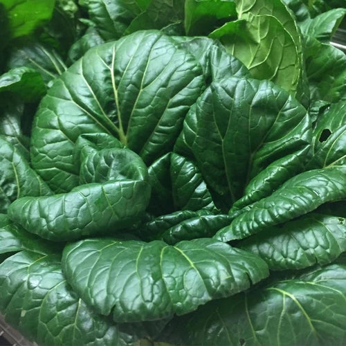 South Mountain Nursery Tatsoi Mustard - 500 Seeds - Heirloom Non GMO Garden Vegetable Bulk