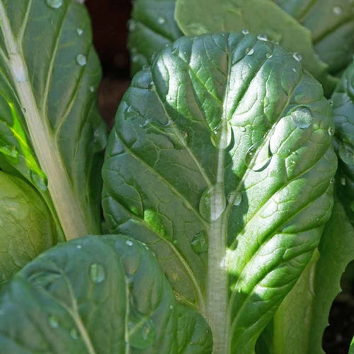 South Mountain Nursery Tatsoi Mustard - 500 Seeds - Heirloom Non GMO Garden Vegetable Bulk