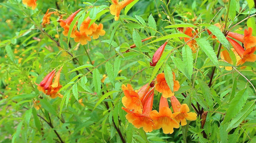 South Mountain Nursery Tecoma X Orange Jubilee 'Tecoma Alata' Seeds - Flaming Bells, Orange
