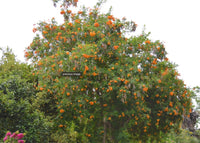 South Mountain Nursery Tecoma X Orange Jubilee 'Tecoma Alata' Seeds - Flaming Bells, Orange