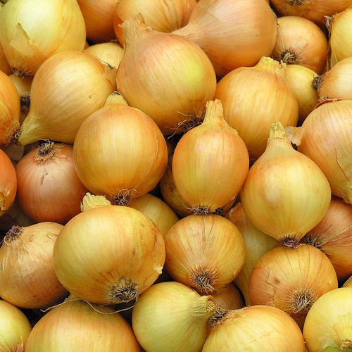Utah Yellow Sweet Spanish Onion - 500 Seeds - Heirloom Non GMO  Garden Vegetable South Mountain Nursery