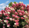 South Mountain Nursery Vanilla Strawberry Hydrangea Seeds - Beautiful Attractive Showy and